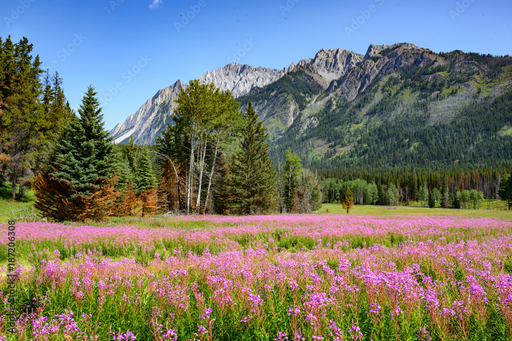 Obraz premium Meadow, Banff National Park, Alberta, Canada