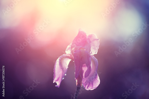 Fototapeta Naklejka Na Ścianę i Meble -  Iris flowers after rain in the garden at sunset light