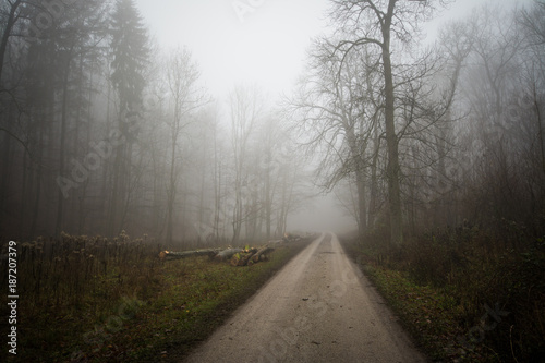 Walkway in forest in fog weather, little Carpathian, Slovakia, Europe