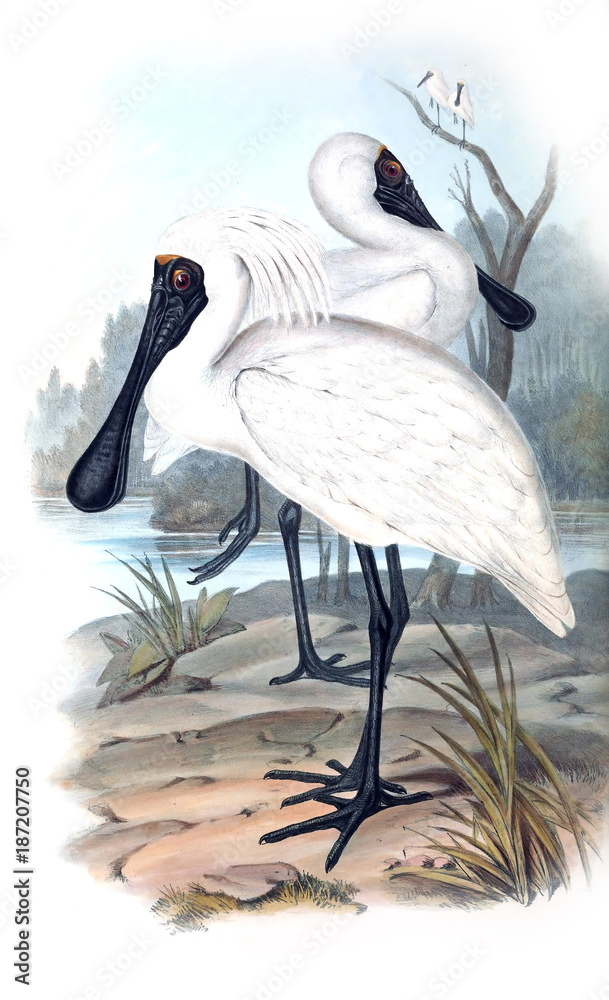 Fototapeta premium Illustration of bird