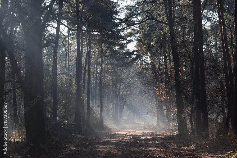Fototapeta Aleja w jesiennym lesie spowitym mgłą