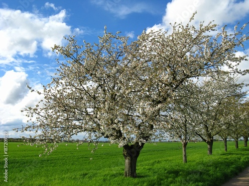 Blühende Apfelbäume bei Plankstadt