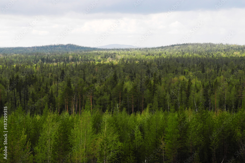 Beautiful green Forest