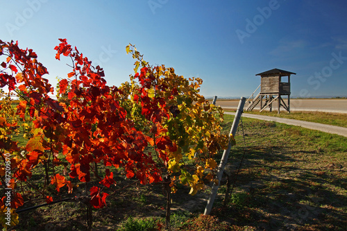 Herbst im Nationalpark Neusiedlersee photo