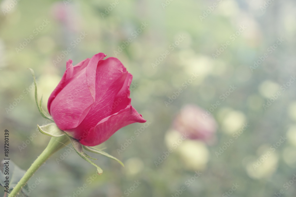 Beautiful close-up of red rose with green leaves in the rose garden. Beautiful close-up of red rose with green leaves in the rose garden.