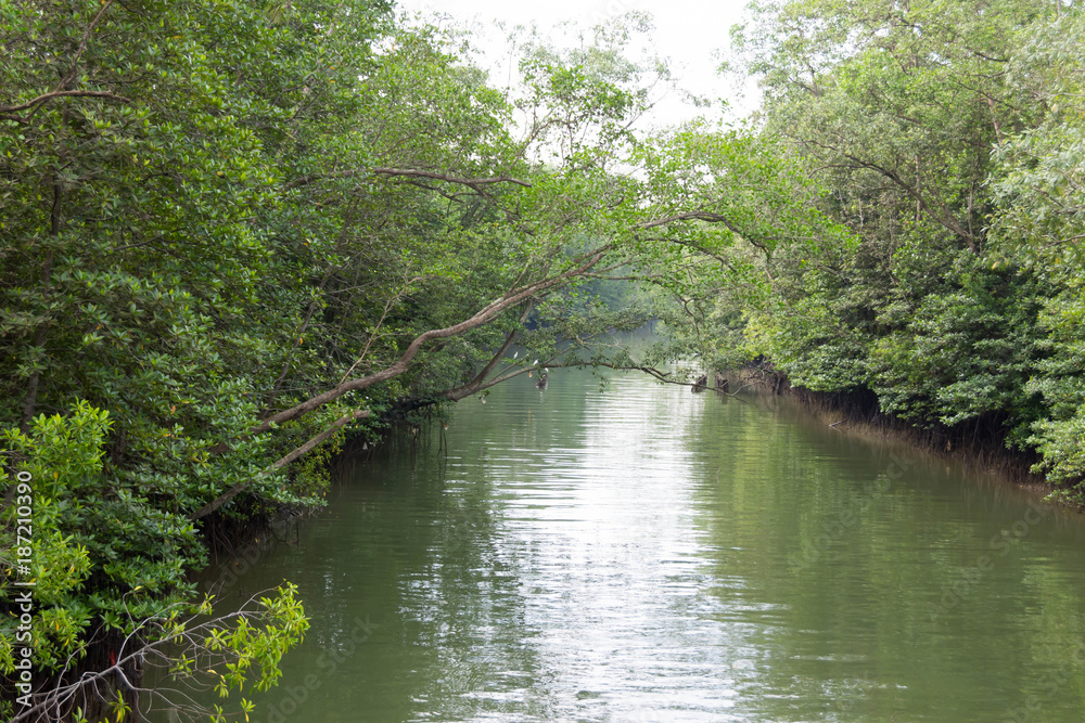 Forest swamp with quiet lake with trees and mangrooves Forest swamp with quiet lake with trees and mangrooves