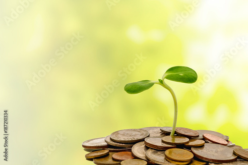 Sprout growing on coins on ...