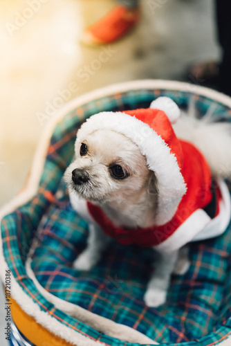 Sweet dog with santa claus dress look something © pongmoji