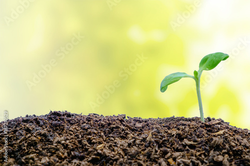 Sprout growing from soil on...