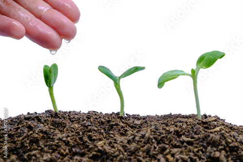 Hand watering sprout growin...