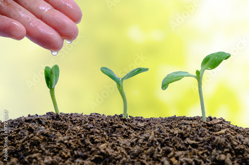 Hand watering sprout growin...