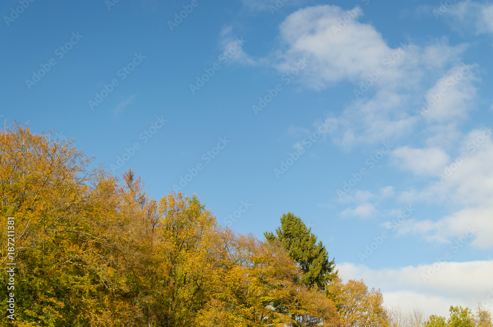 autumn forest blue sky clouds