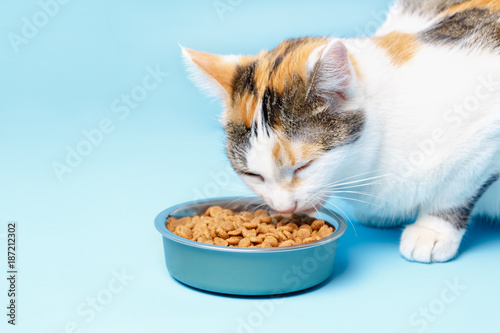 The Cory cat is appetizing eats from a plate on a blue background photo