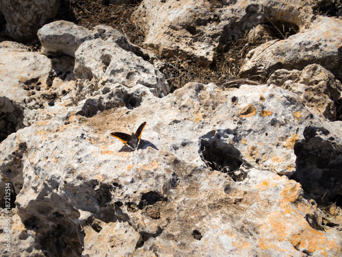 Two-tailed Pasha butterfly on rocky ground