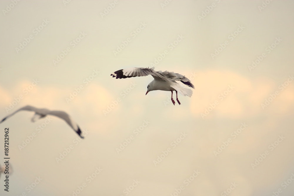 Seagull flying in the sky during sunset ( Science name is Charadriiformes Laridae ). Selective focus and shallow depth of field.
