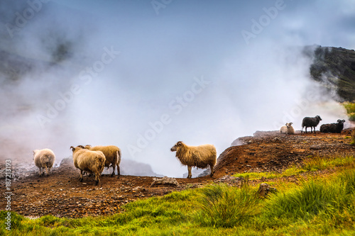 Scenic Icelandic meadows with sheep and rams in landscape fields.