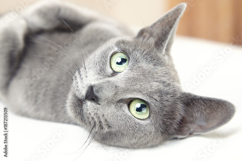 Russian blue cat