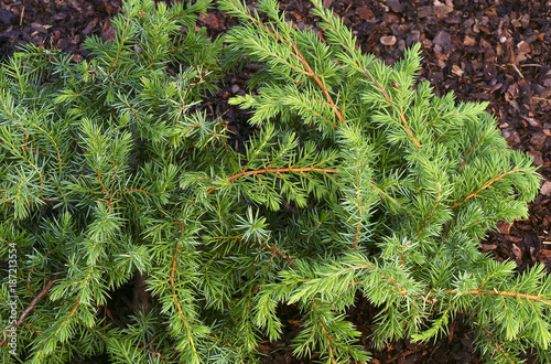 Juniperus conferta Schlager 