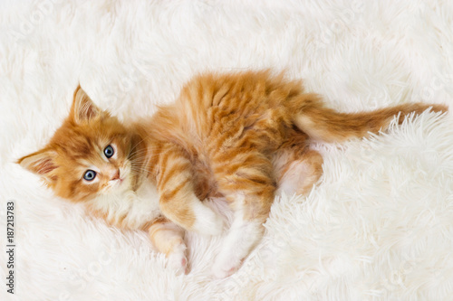 small red striped kitty Maine Coon looks