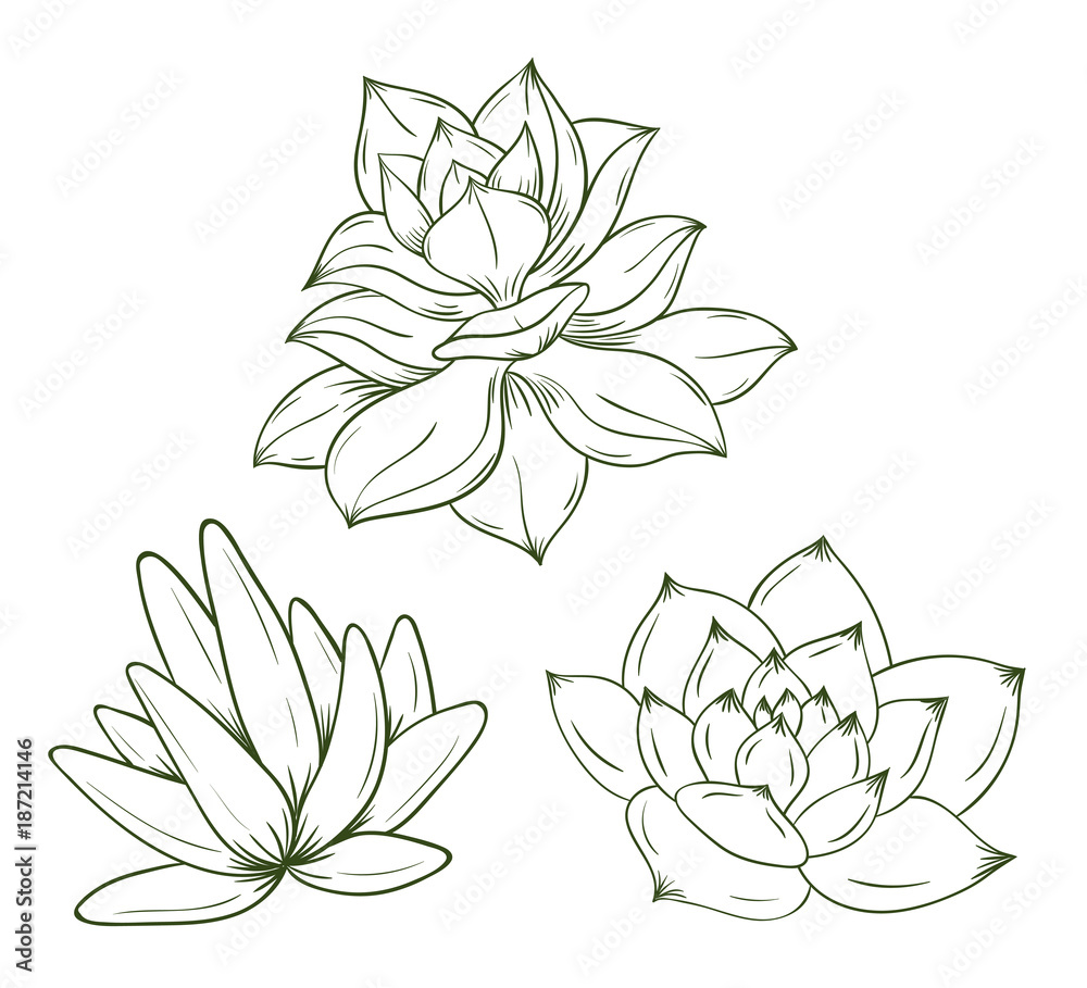 Set of hand drawn succulents. Vector illustration.
