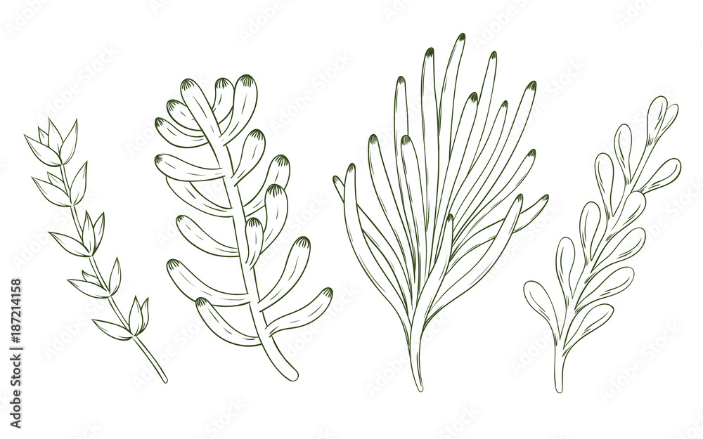Fototapeta premium Set of hand drawn succulents. Vector illustration.