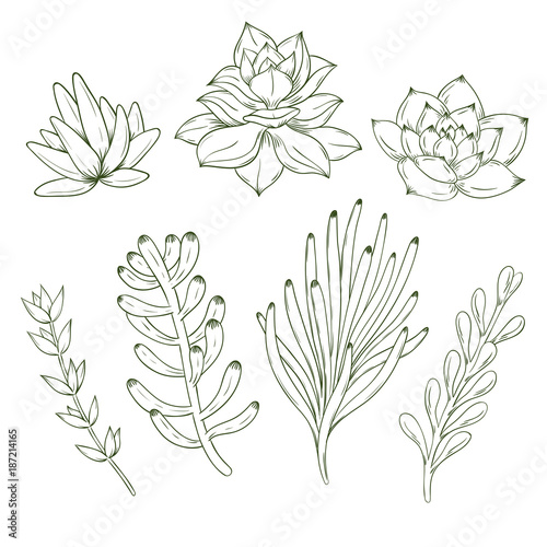 Set of hand drawn succulents. Vector illustration.