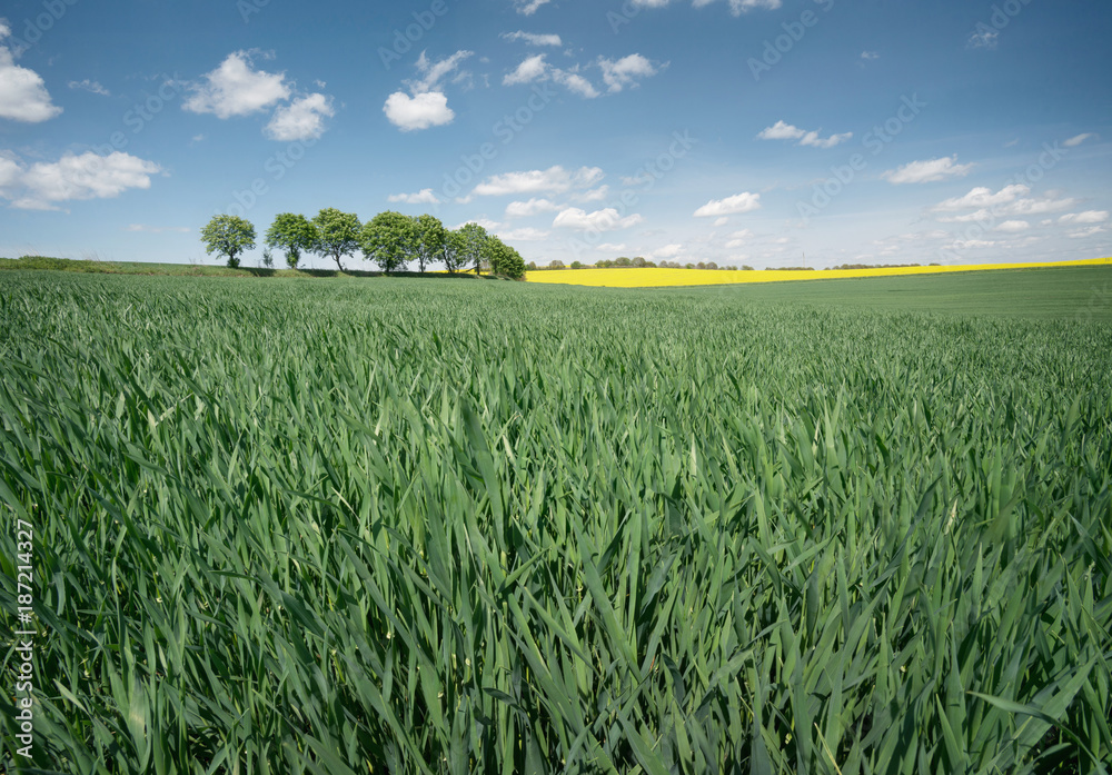 Field and sky. Agricultural landscape in the summer time