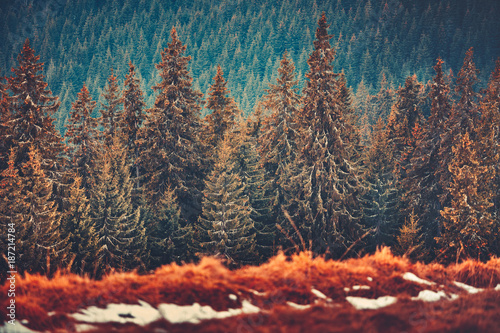 Gorgeous winter landscape the straight rows of wonderful pine trees in the Carpathians Mountains in Ukraine. Beauty of coniferous Bukovel forests. Artistic retouching in red, brown, tawny tints.