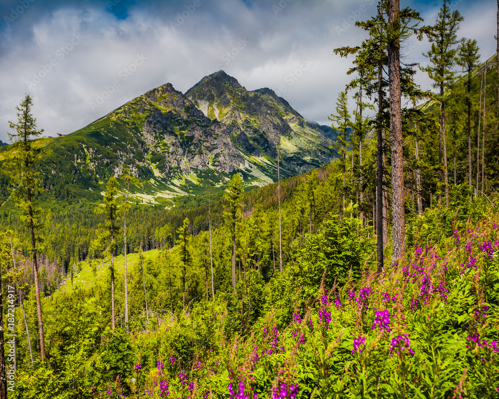 Panoramic view of the majestic Tatra Mountains in Slovakia. Summer idyllic landscape. Mighty mountains, wild woods and blooming meadows. Splash of colors. Panoramic view of the majestic Tatra Mountains in Slovakia. Summer idyllic landscape. Mighty mountains, wild woods and blooming meadows. Splash of colors.