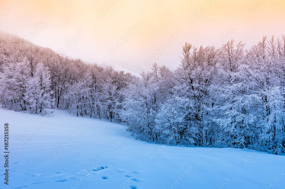 Winter mountain forest in snow, sunset, Bieszczady, Poland