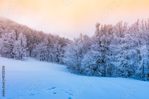 Winter mountain forest in snow, sunset, Bieszczady, Poland © tomeyk