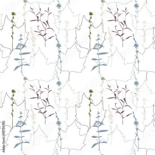 Summer flowers, herbs and leaves floral vector seamless pattern. Realistic botanical background with hand drawn chicory flowers, maple leaves and herbal grasses.