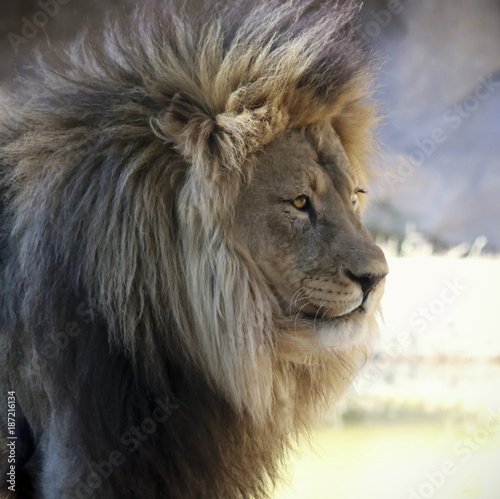 A Portrait of an African Lion Male