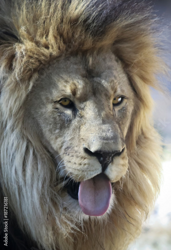 An African Lion Male Sticking Out His Tongue