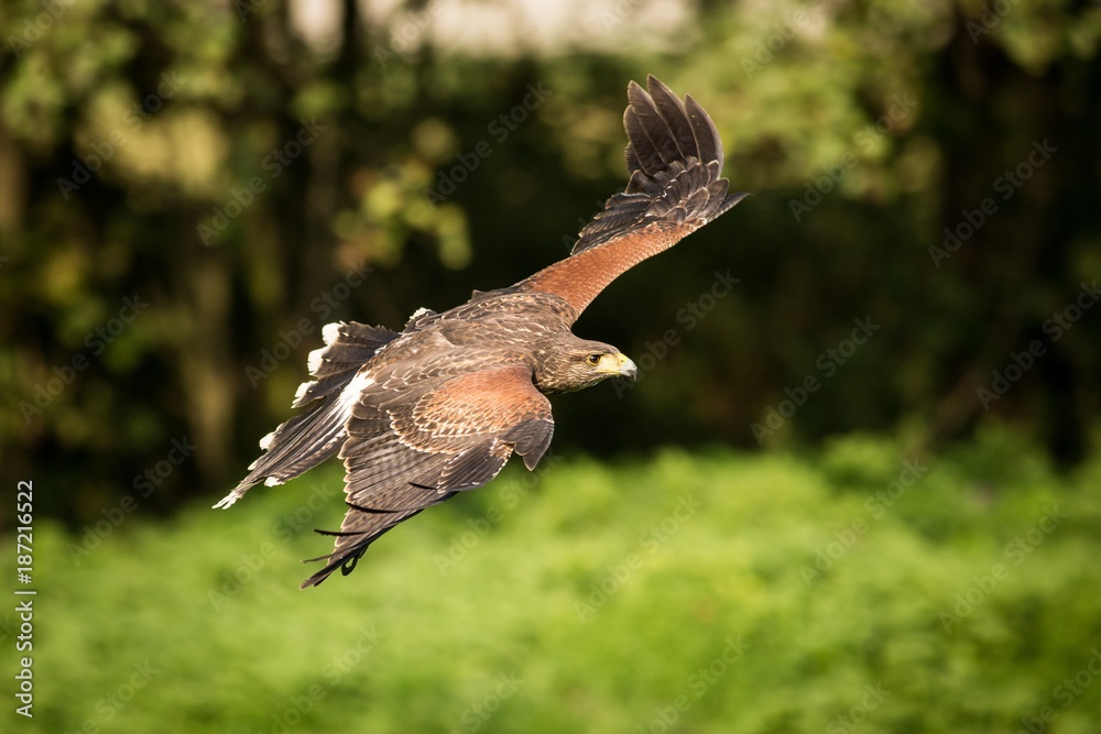 Fototapeta premium Flying Harris's Buzzard