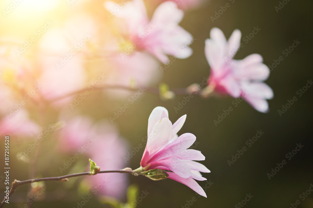 Obraz premium decoration of few magnolia flowers. pink magnolia flower. Magnolia.