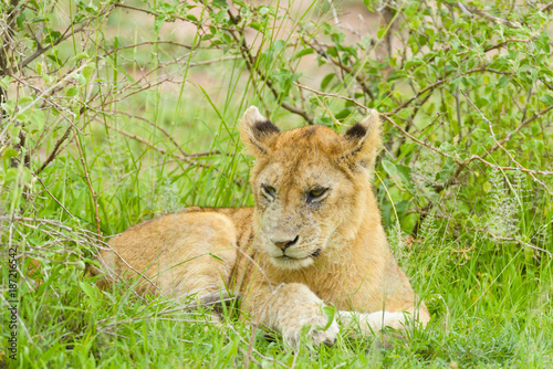 Closeup of a  Lion cub in the rain (scientific name: Panthera leo, or "Simba" in Swaheli) in the Serengeti National park, Tanzania