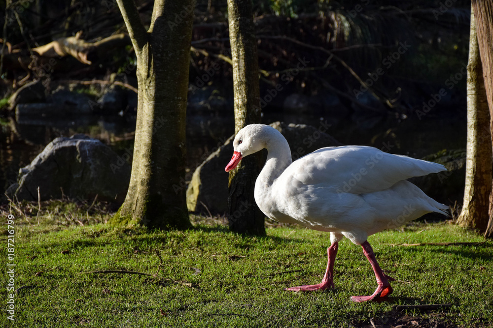 Obraz premium duck