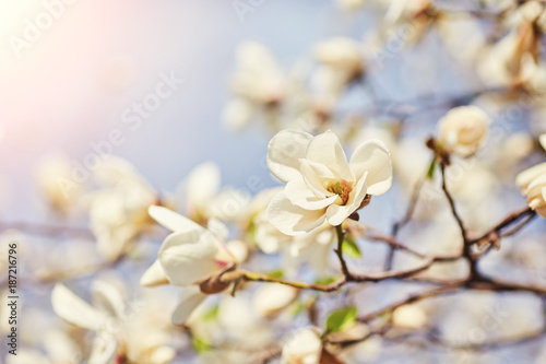White big Magnolia
