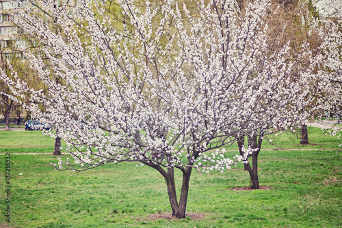 Lonely blossoming tree in field on background