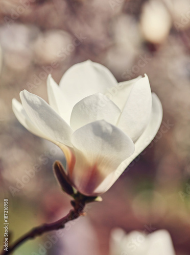 White magnolia flower photo