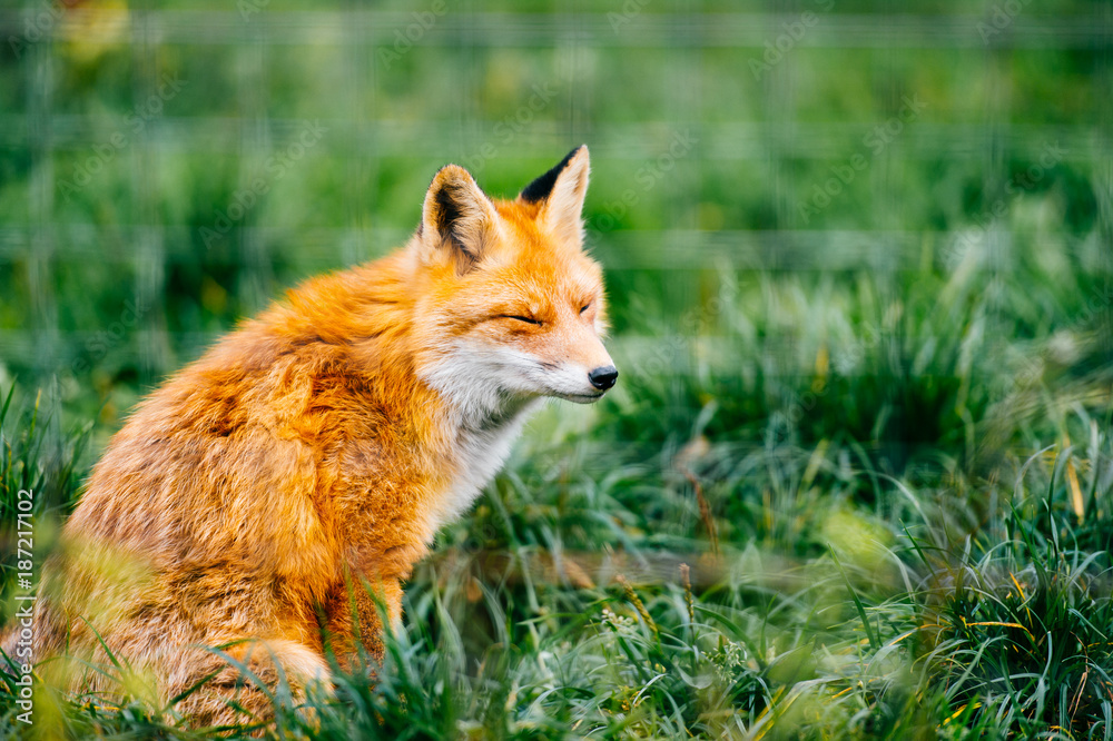 Portrait young little red fox sitting on grass at wild nature outdoor. Furry puppy animal life. Predator in countryside. Fauna Muzzle lovely beautiful creature. Tender and kind. Stock