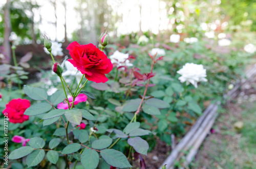 Red and white roses in a beautiful flower garden for Valentine's Day.