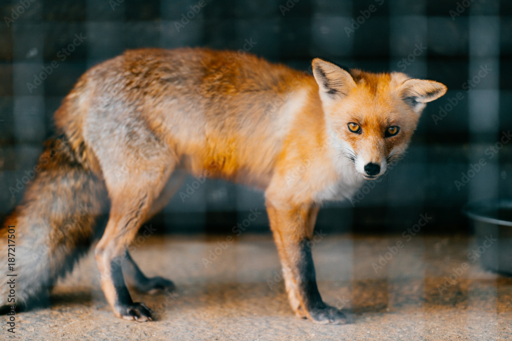 Fototapeta premium Young red european fox baby in captivity in zoo. Mammal puppy looking different ways behind lattice. Cute and lovely scared animal with sly, smart narrow eyes standing in cage in europe.