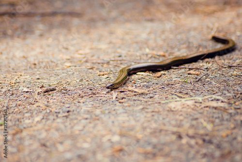 The radiated ratsnake, copperhead rat snake, or copper-headed trinket snake (Coelognathus radiata) is a nonvenomous species of colubrid snake. © malykalexa777