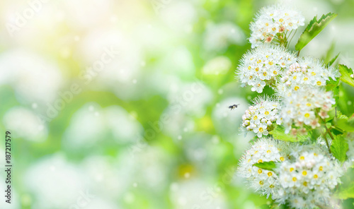 Spring bright background with blossoming  branch  meadowsweet