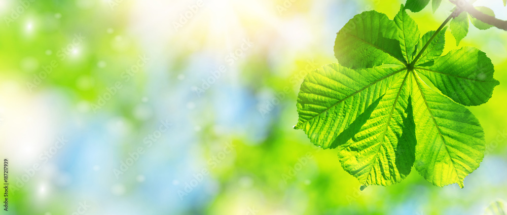 Bright spring background with foliage of chestnut against the sky background Bright spring background with foliage of chestnut against the sky background
