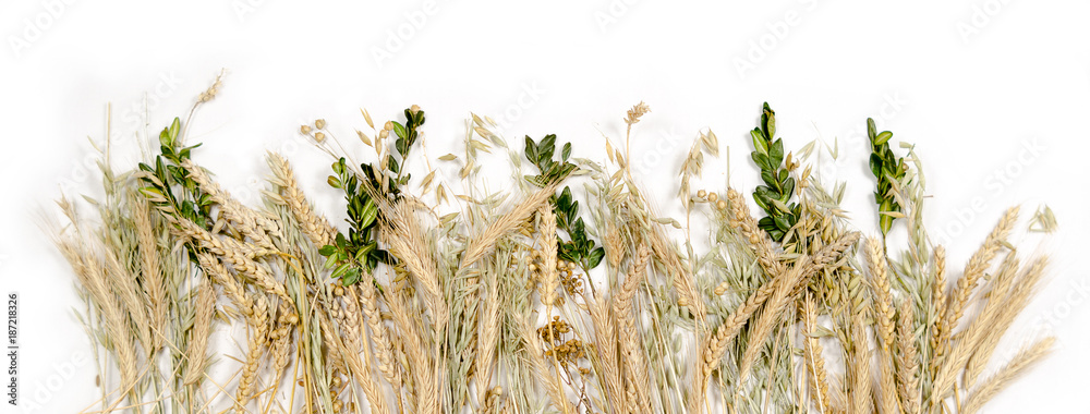 Stems of wheet, rye, flax, oat and periwinkle on white background. Concept symbol of welfare and wealth. Harvest. Ukrainian and slavic national food as basis of bread.