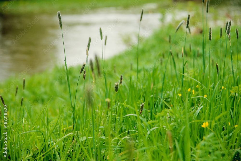 grass in drops of dew on the river coastline grass in drops of dew on the river coastline