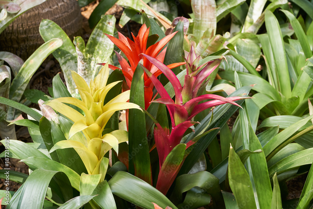 Obraz premium Guzmania Insignis